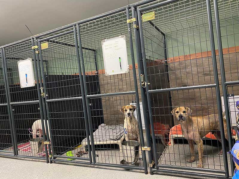 Flexible Dog Kennel Wall Panels