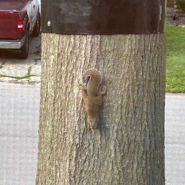 Tree Wrap to Prevent Squirrels