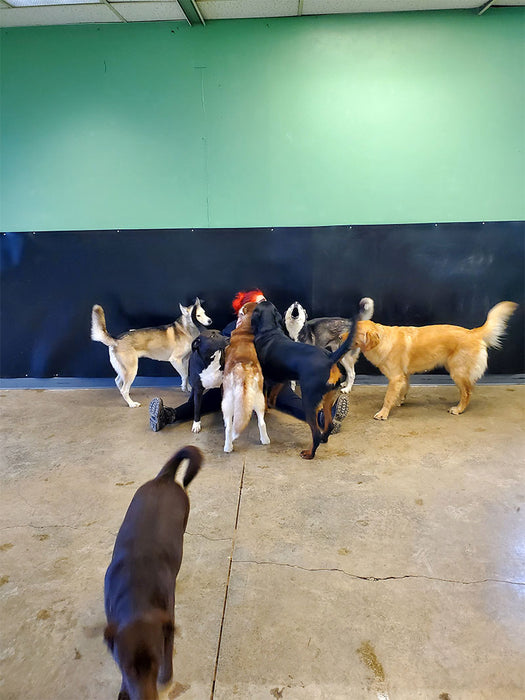 Flexible Dog Kennel Wall Panels