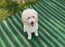 Dog Run Ground Protection Mesh