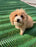 Dog Run Ground Protection Mesh