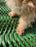 Dog Run Ground Protection Mesh