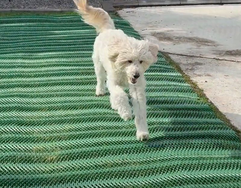 Dog Run Ground Protection Mesh — Longview Supply
