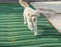 Dog Run Ground Protection Mesh