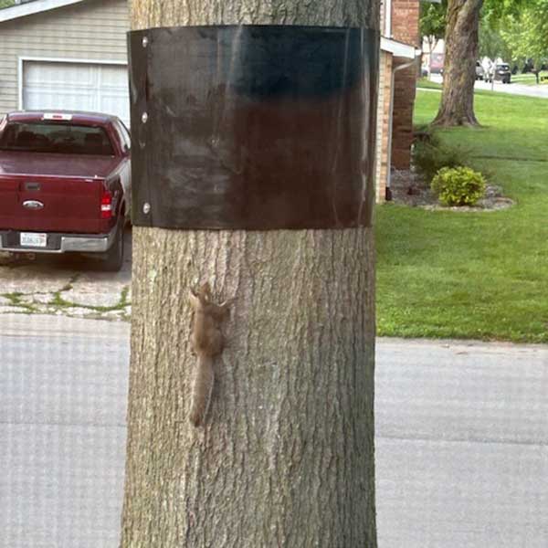 Tree Wrap to Prevent Squirrels