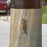 Tree Wrap to Prevent Squirrels