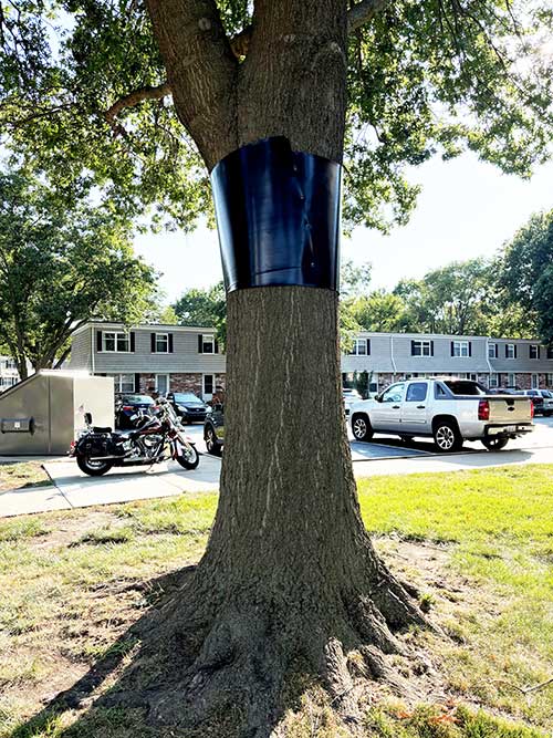 Tree Wrap to Prevent Squirrels