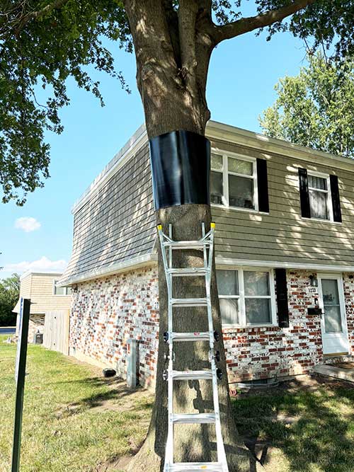 Tree Wrap to Prevent Squirrels
