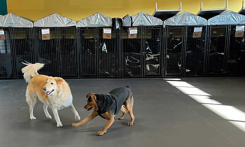 Flexible Dog Kennel Wall Panels